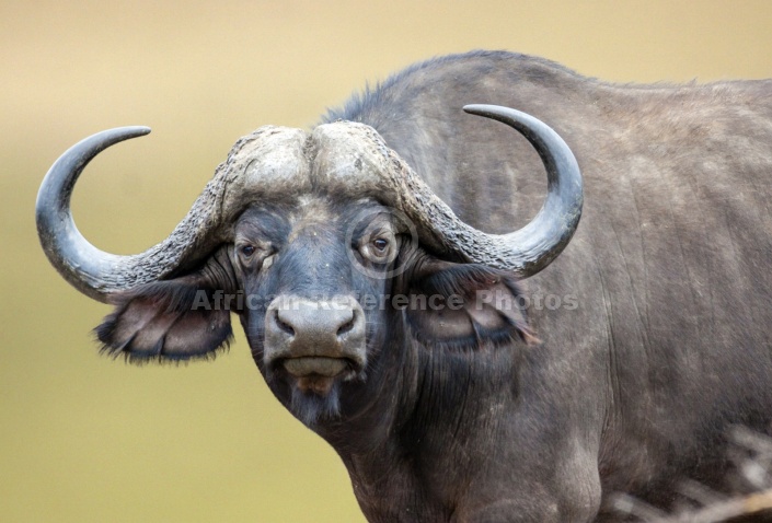 Buffalo Bull, Eye Contact