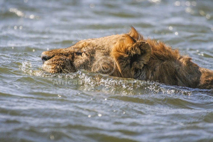 Swimming Lion, Close up