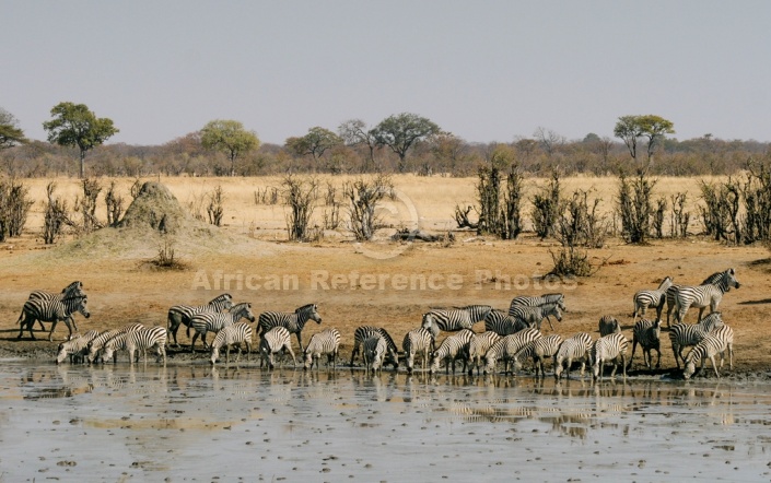 Wide View of Zebra Herd on Edge of Dam