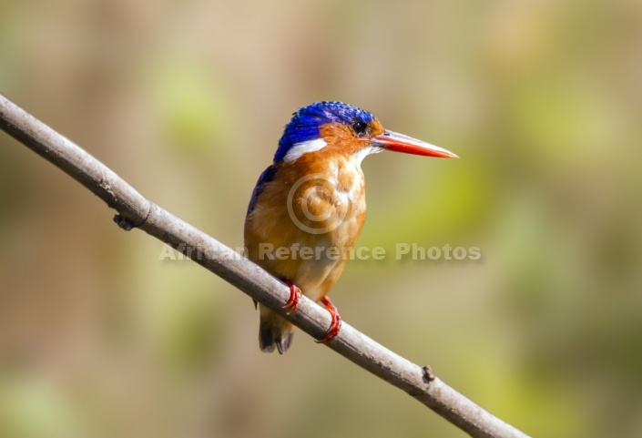 Malachite Kingfisher