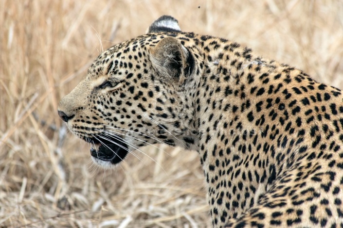 Leopard, Sabi Sand Game Reserve