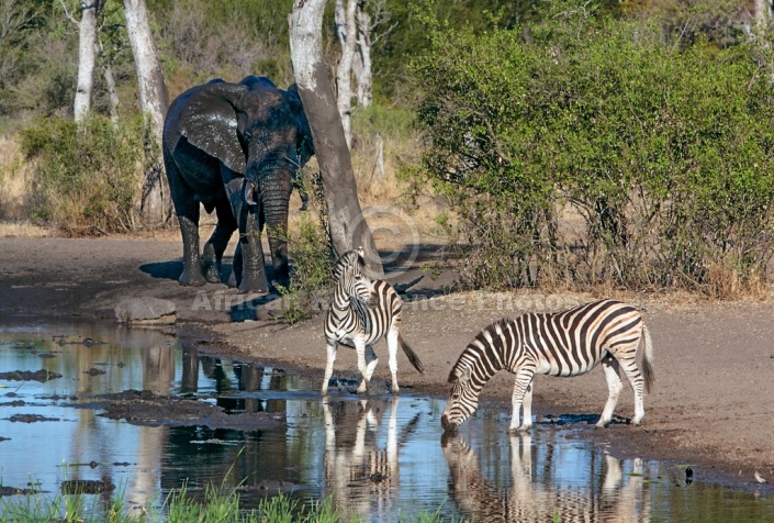 Zebra duo at waterhole for art reference