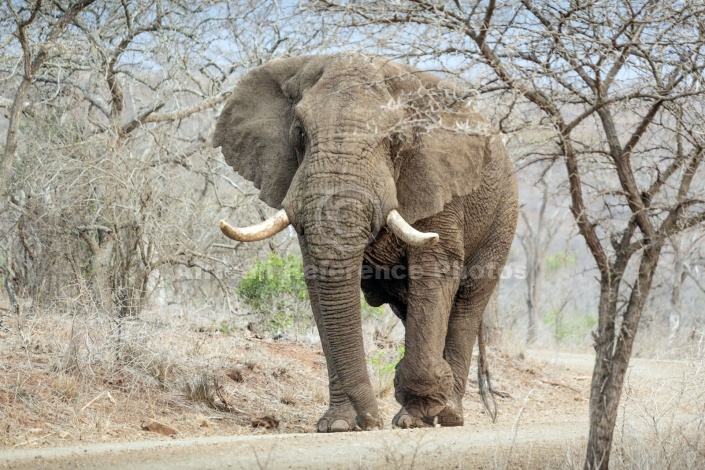 Elephant Male Walking