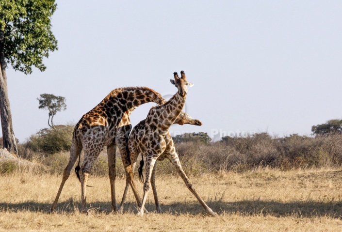 Giraffe Males Neck-Slamming