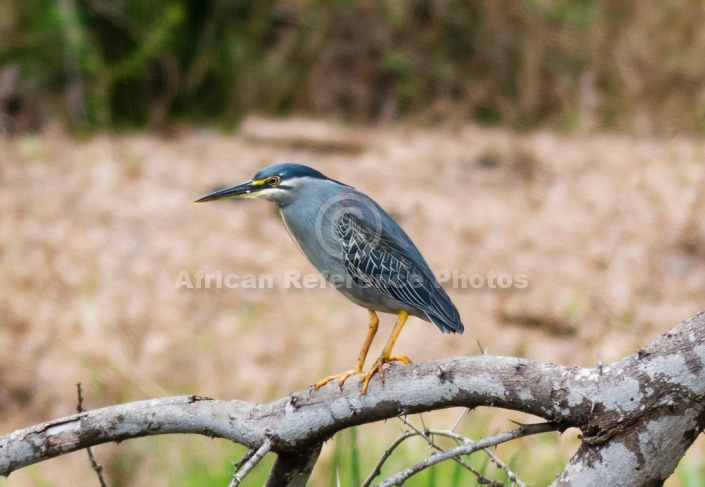 Green-backed Heron, Side View