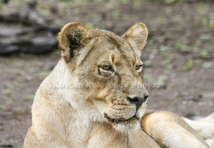 Lioness Head Shot