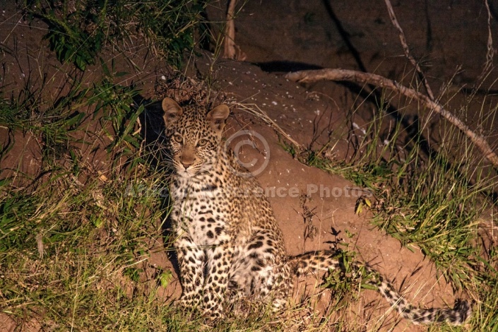 Young Leopard