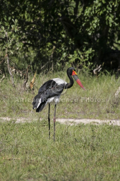 Saddle-billed Stork