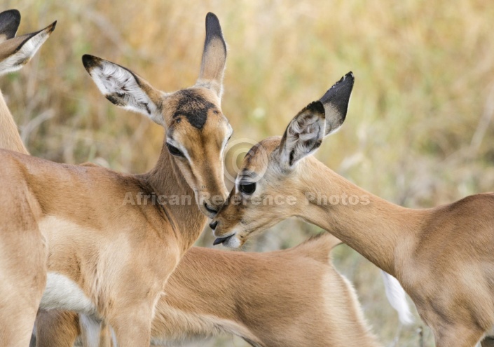 Impala Fawns Nuzzling