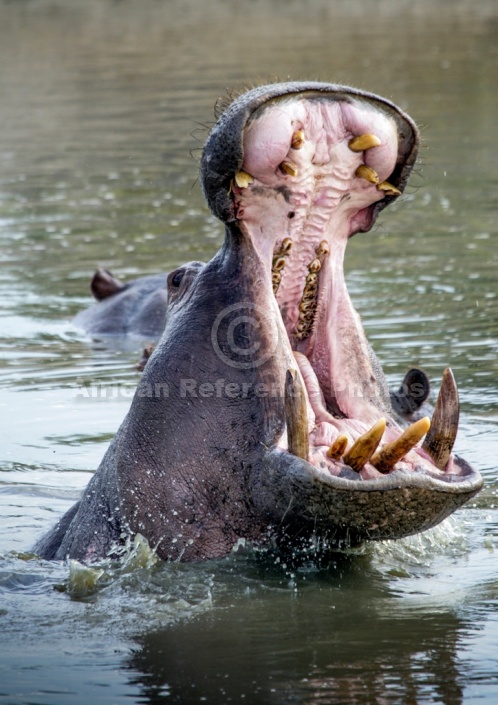 Hippo in Pool with Mouth Open