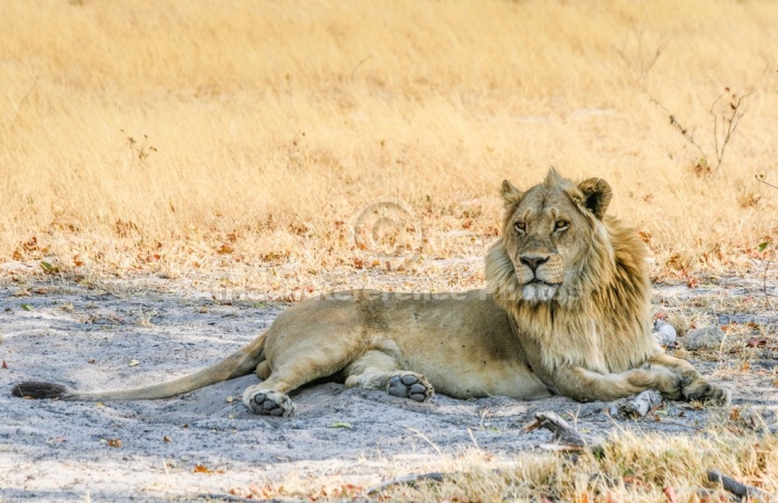 Young Male Lion