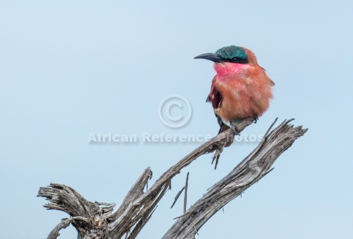 Carmine Bee-eater on Tree Stump