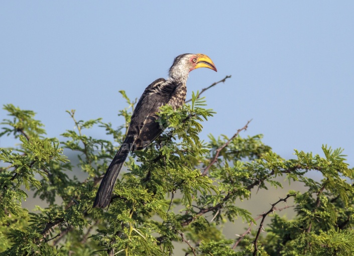 Southern Yellow-billed Hornbill