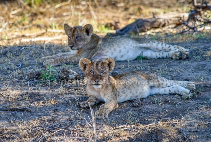 Lion Cubs Lying at Full Stretch