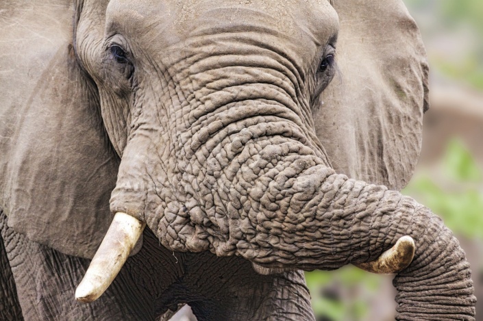 Elephant Bull Close View