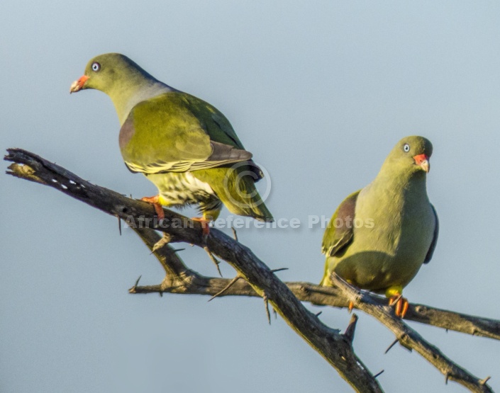 African Green-Pigeon