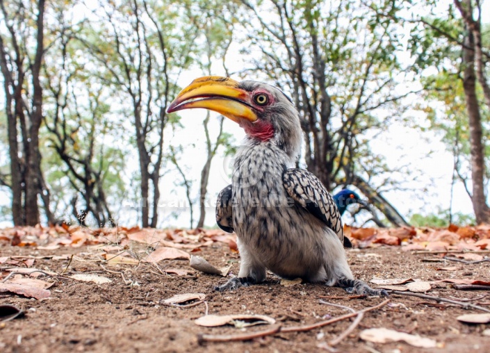 Southern Yellow-billed Hornbill, Bird's Eye View