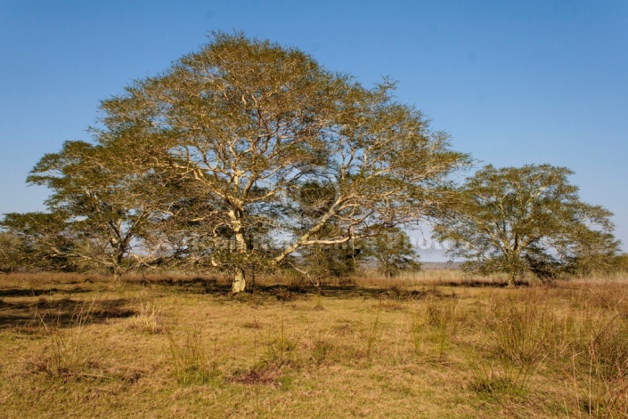 Fever Trees