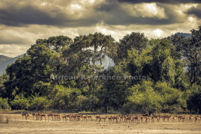 Impala Herd with Storm Clouds