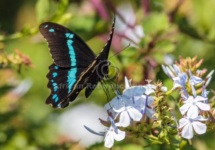 Blue-banded Swallowtail Butterfly Settled on Flower
