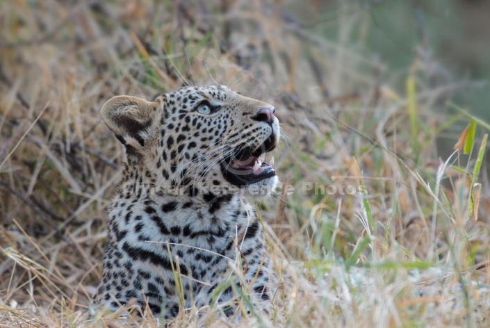 Curious Leopard