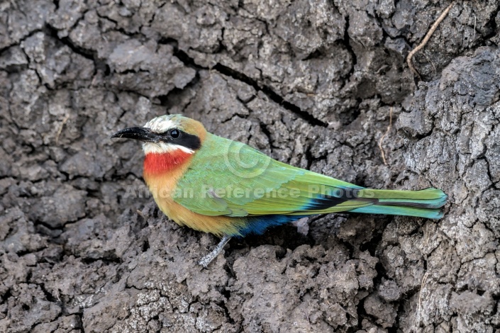 White-fronted Bee-eater