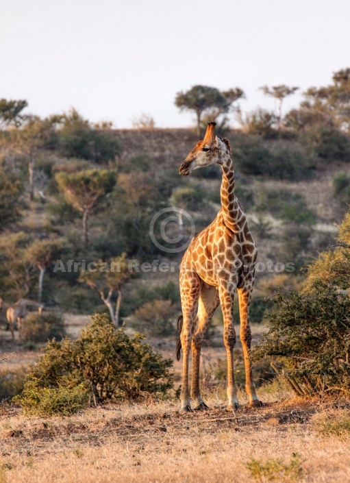 Giraffe Looking Sideways