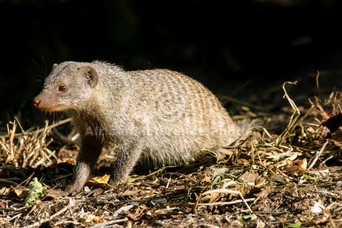 Banded Mongoose