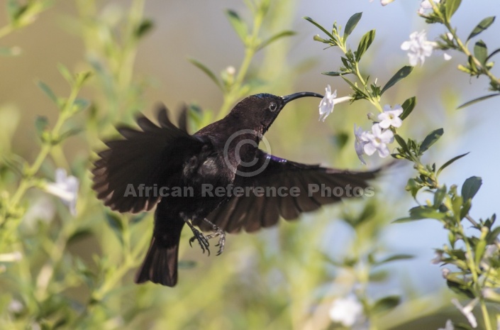 Amethyst Sunbird