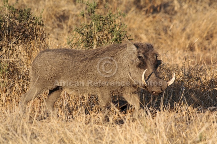 Warthog