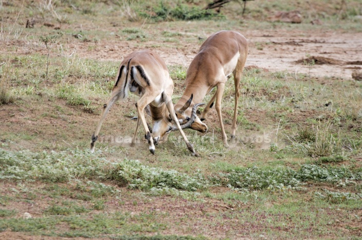 Impala Males Clashing