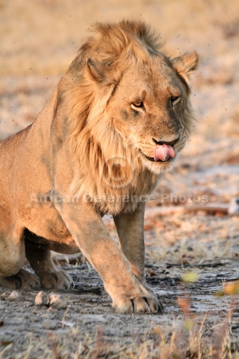 Male Lion Getting to His Feet