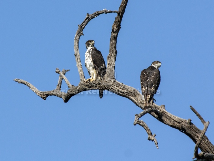 African Hawk Eagle