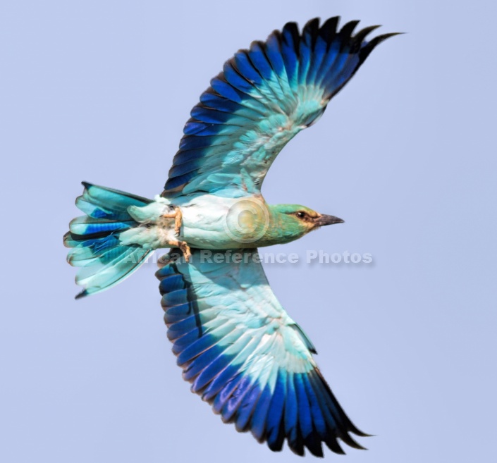 European Roller in Flight