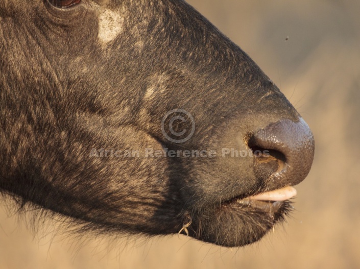 African Buffalo