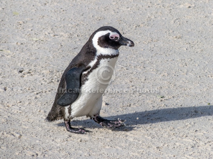 African Penguin