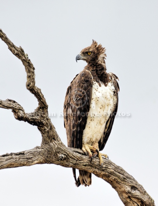 Martial Eagle