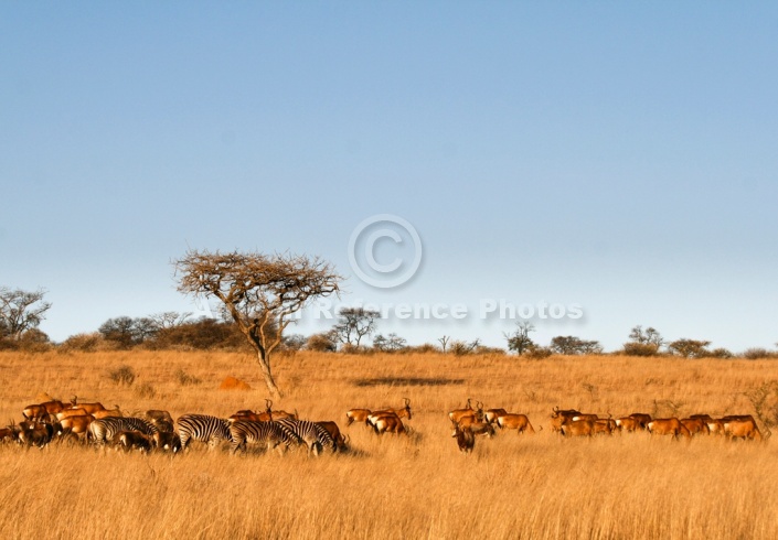 Acacia Trees and Wildlife