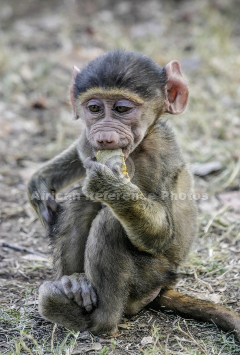 Baboon Baby with Orange Peel