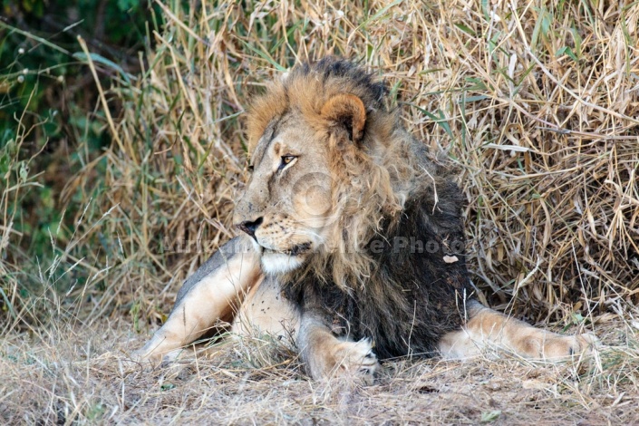 Adult Male Lion Looking Sideways