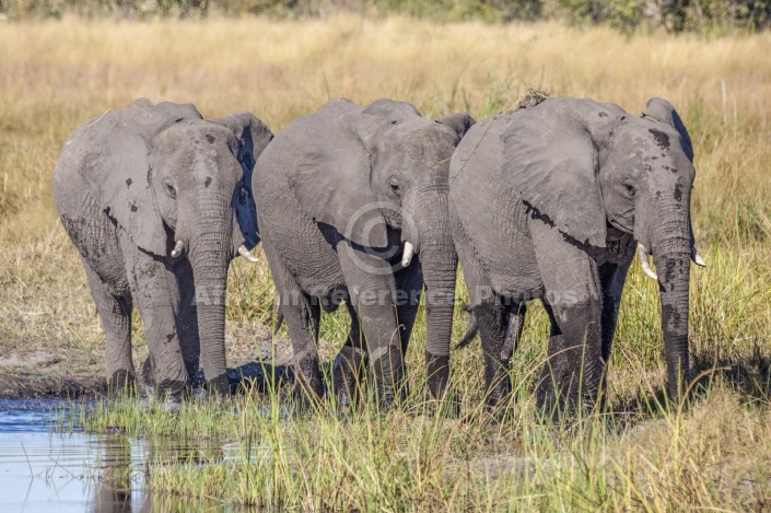 Elephant Trio