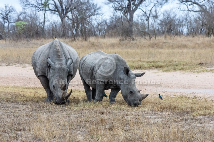 White Rhino Reference Photo