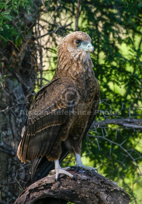Juvenile Bateleur Eagle
