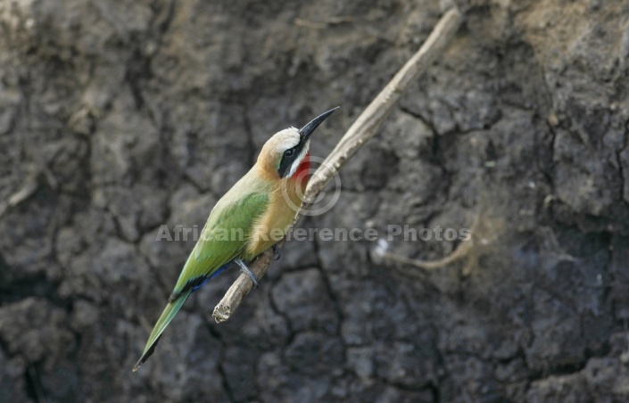 White-fronted bee-eater