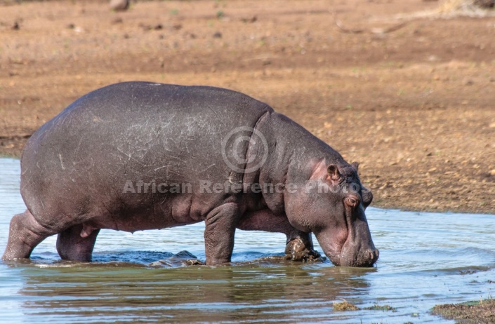 Hippo walking in shallows