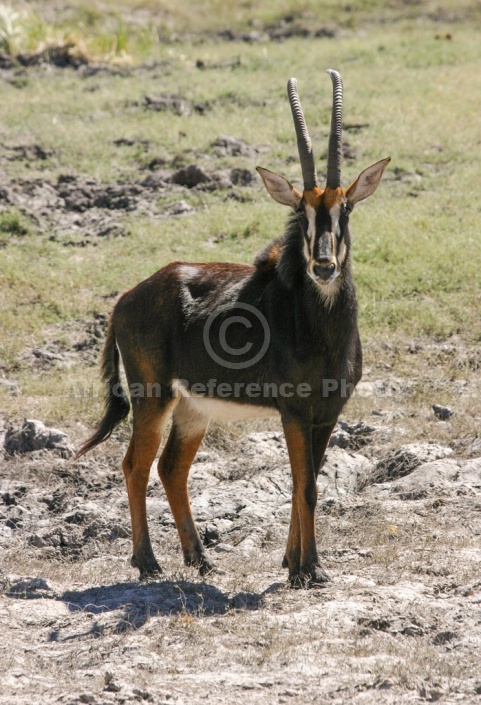 Sable Antelope