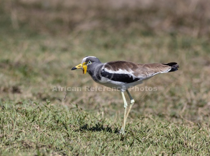 White-crowned Lapwing