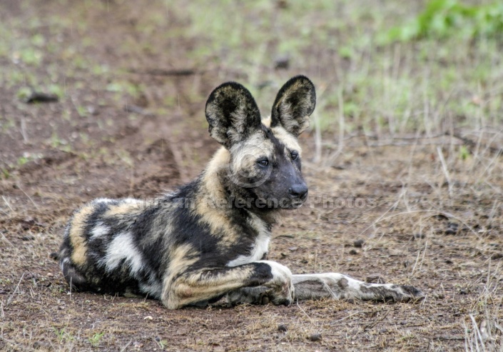 Wild Dog at Rest