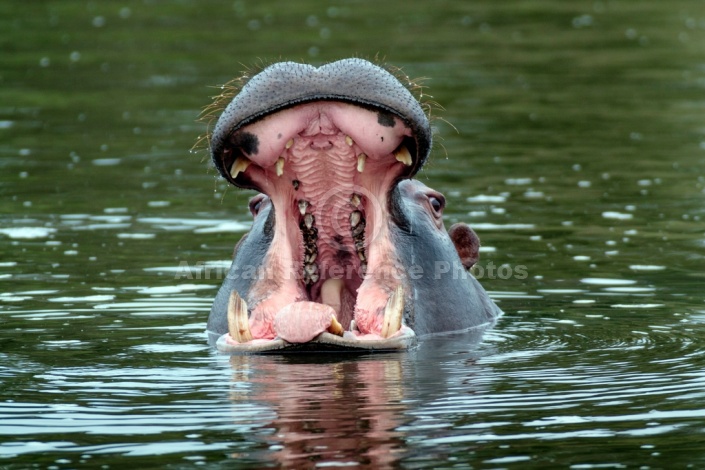 Hippo with Open Jaws