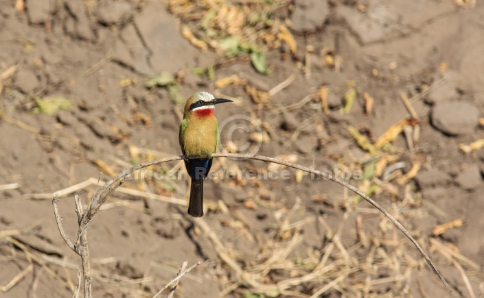 White-fronted Bee-eater